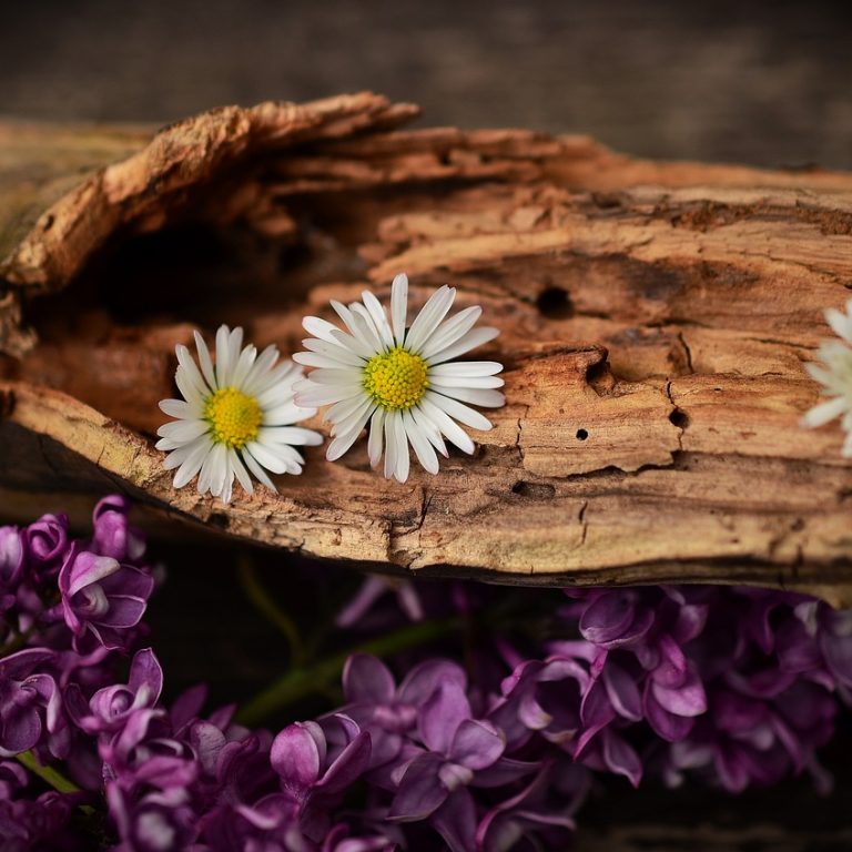 daisy, lilac, wood-1406895.jpg